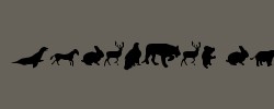Animals Regular 